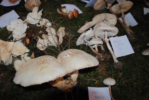 Ob gobarski evforiji je bila tudi razstava bogata 8